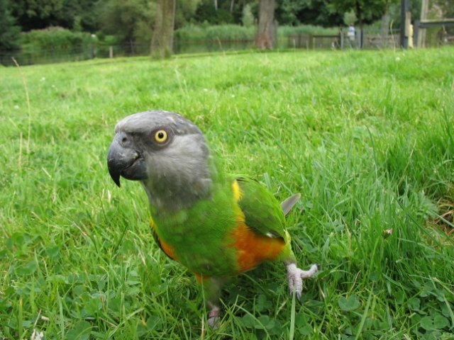 2011-08-14 stuif-in Kralingsebos